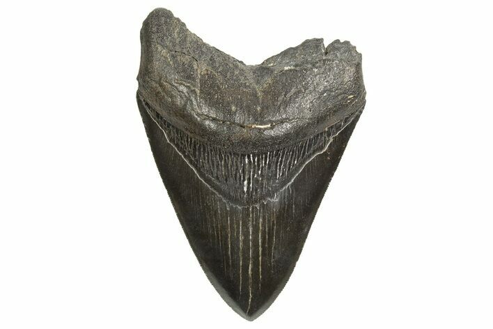 Serrated, Fossil Megalodon Tooth - South Carolina #340163